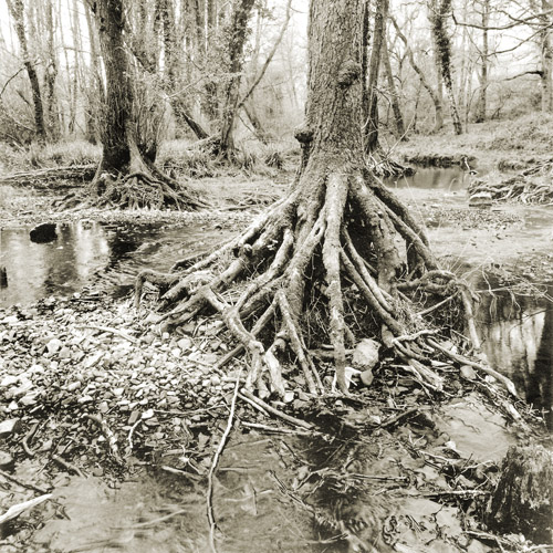 Forest Of Dean 1017