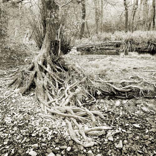 Forest Of Dean 6