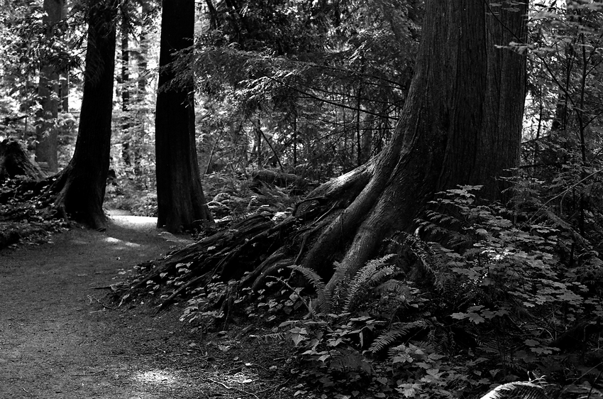 Forest Path - Near and Far