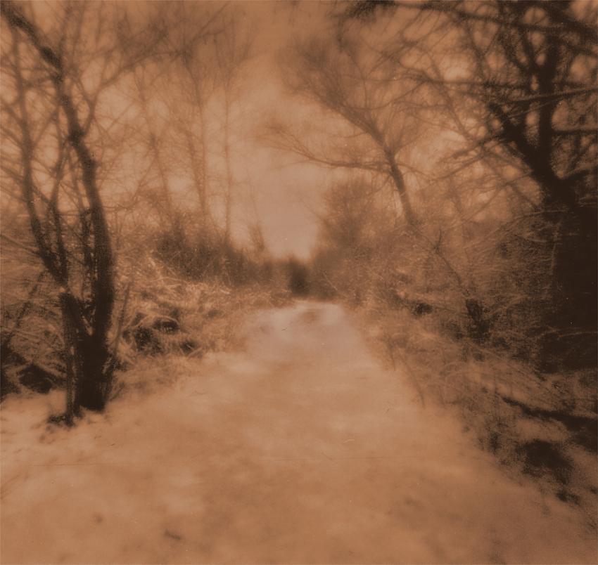 Forest Path