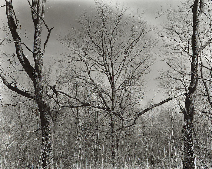 Forest Rhythms #2