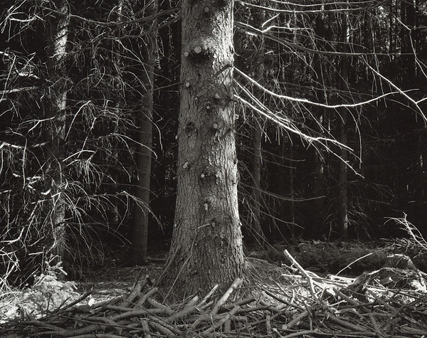 Forest Rhythms # 4 - Pruned Pine