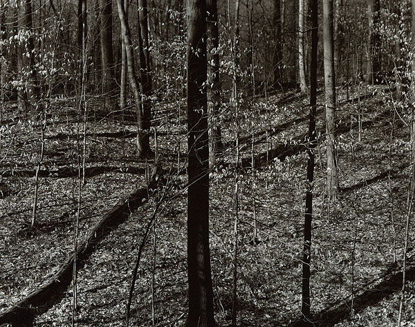 Forest Rhythms