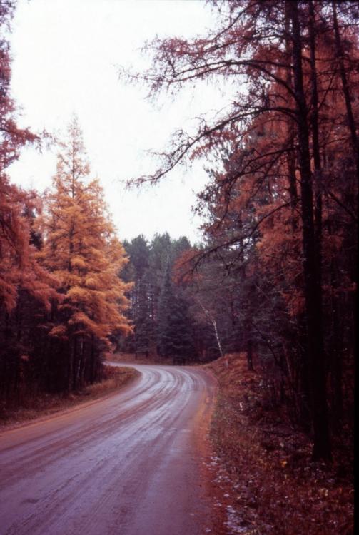 Forest Road On Halloween