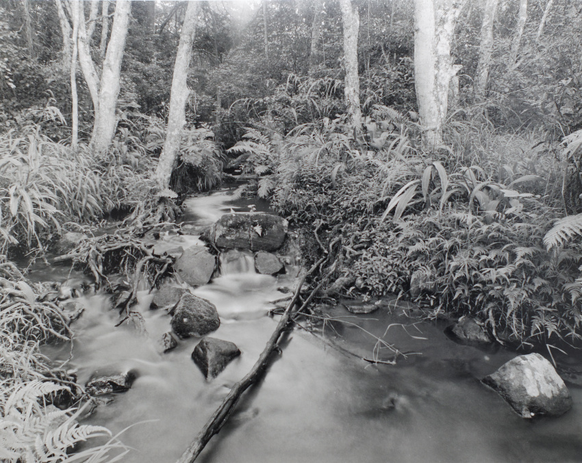 Forest Stream, Krantzkloof