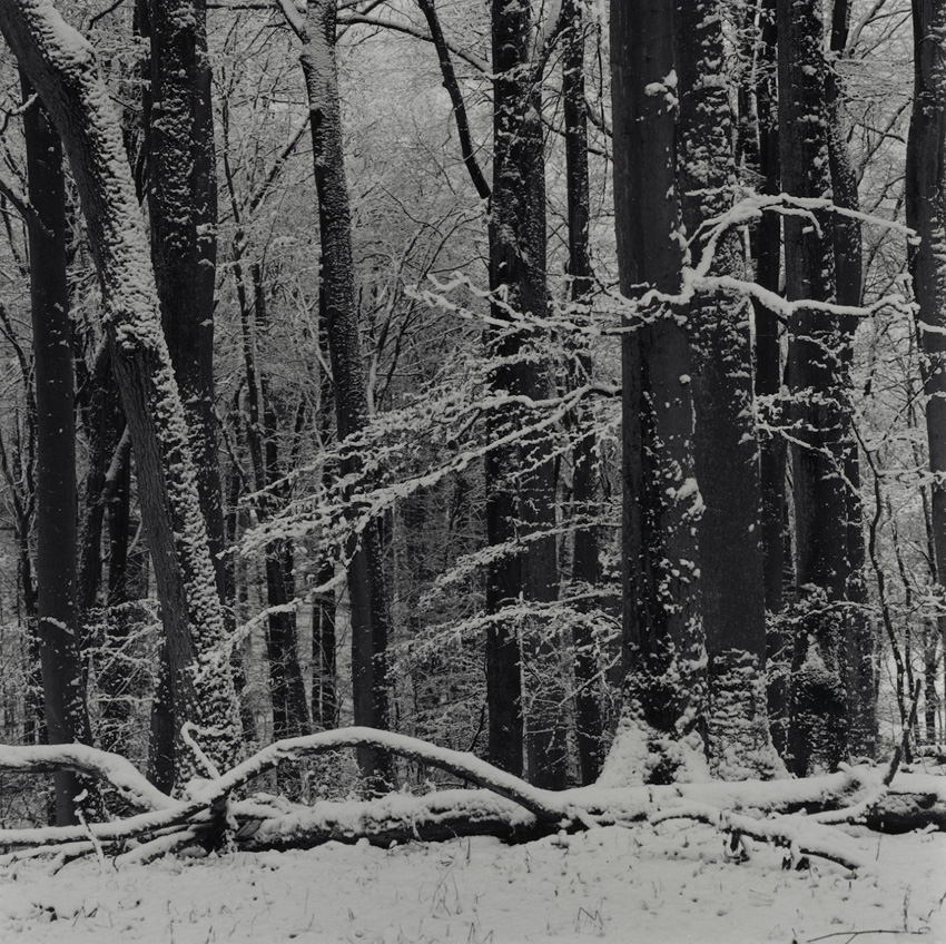 Forest winter scene