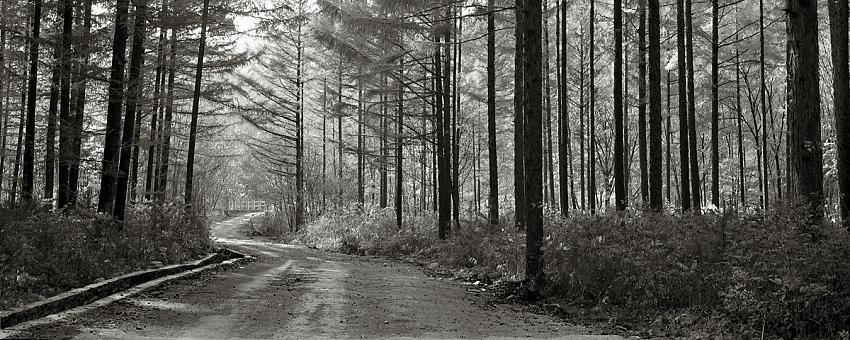 forest