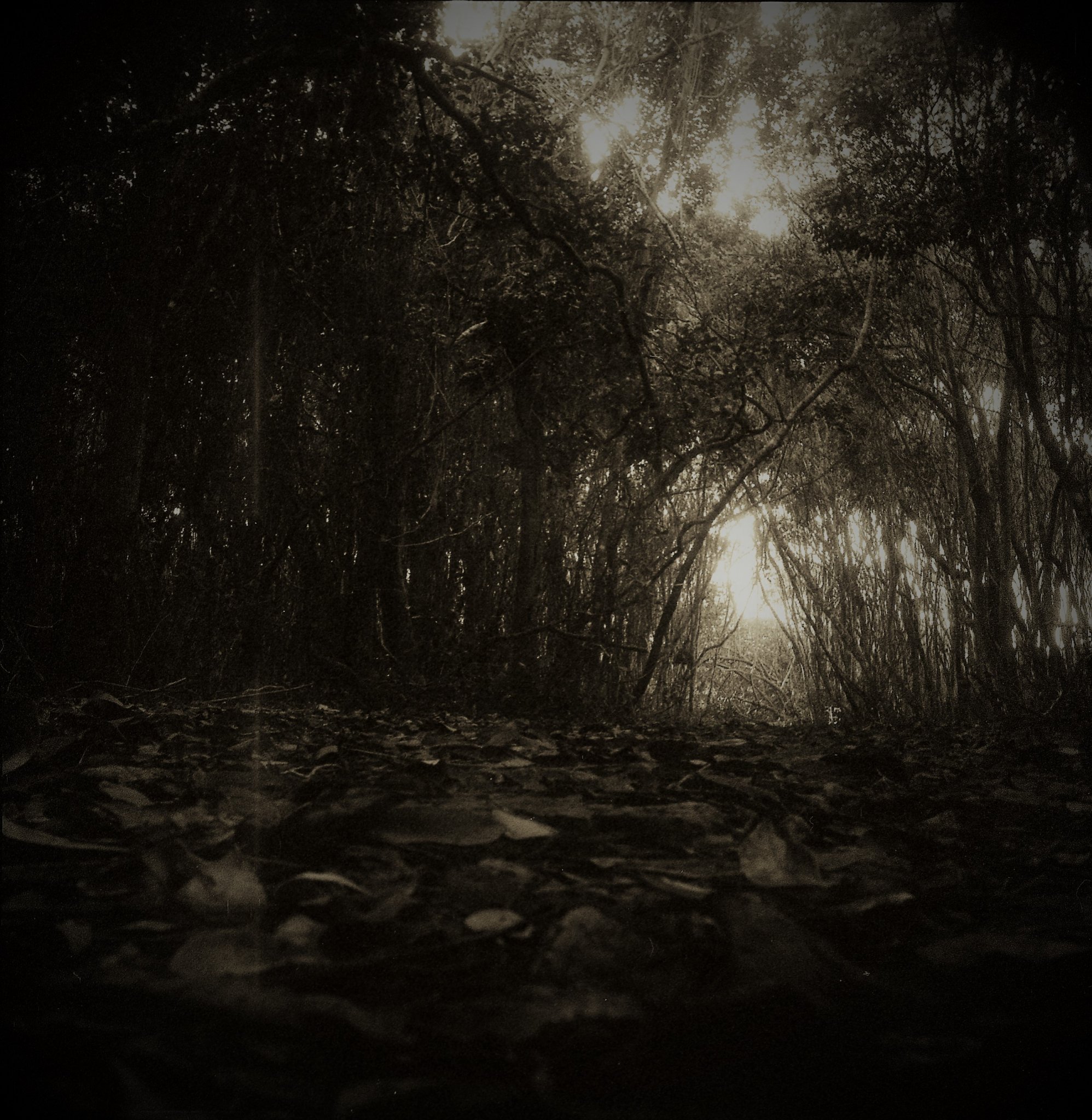 Forest