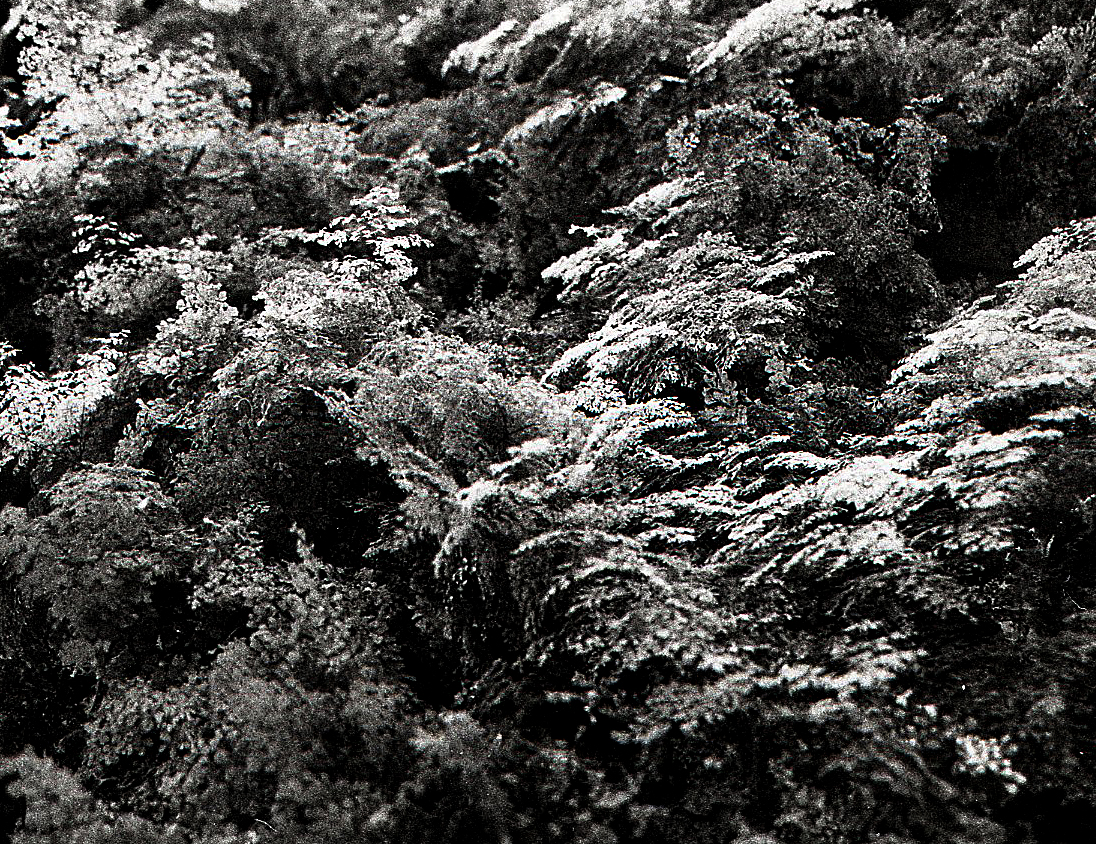 Forest?