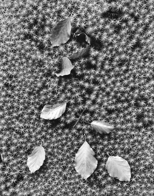 Forestfloor