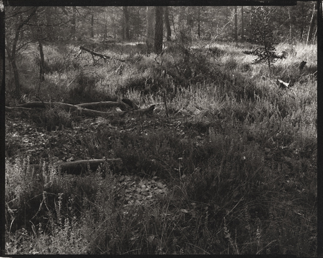 Foret de Fountainbleau, France 2007