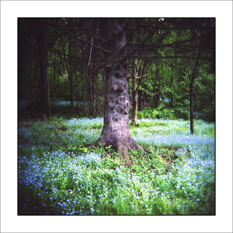 Forget-me-knots