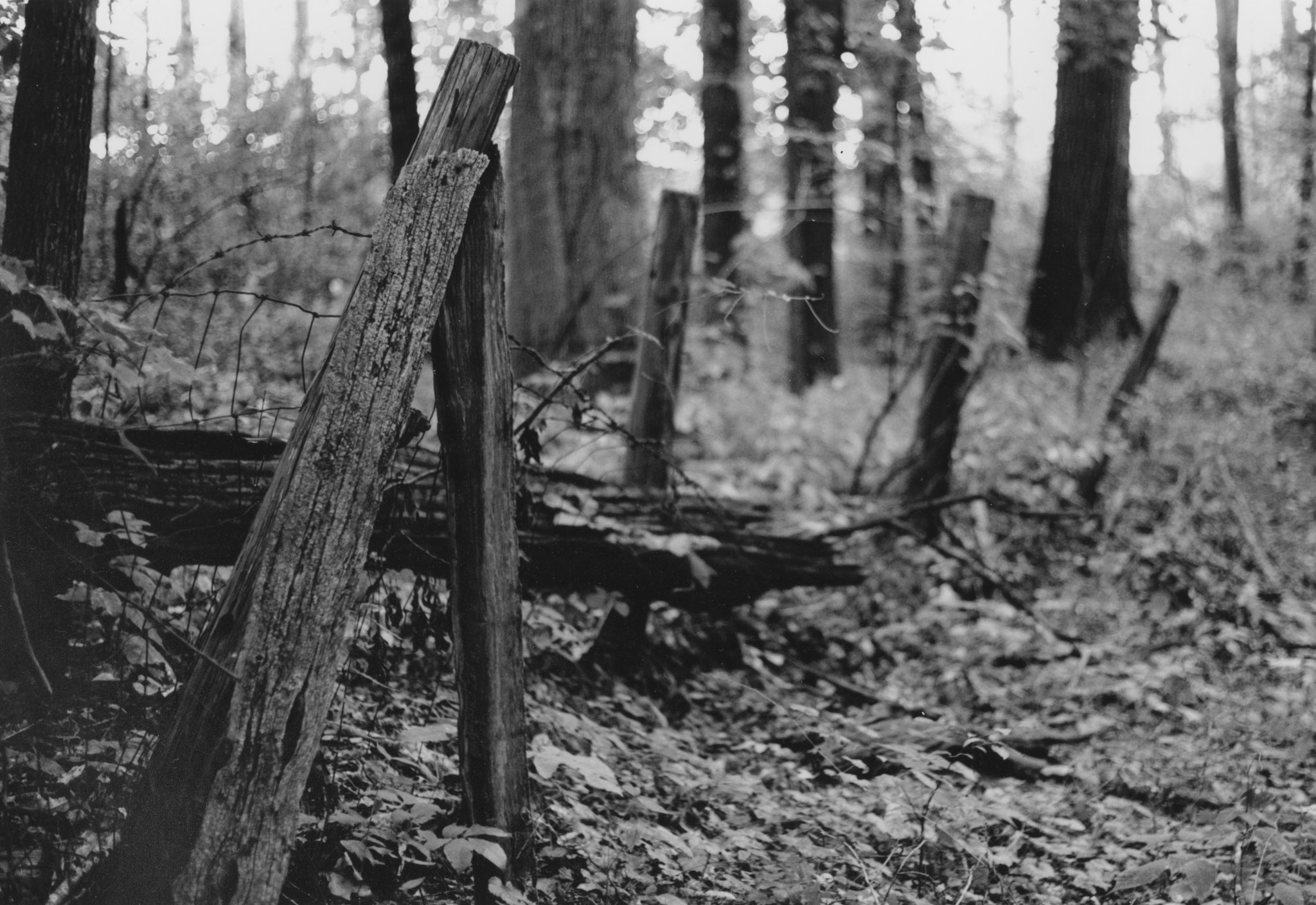 Forgotten Fence