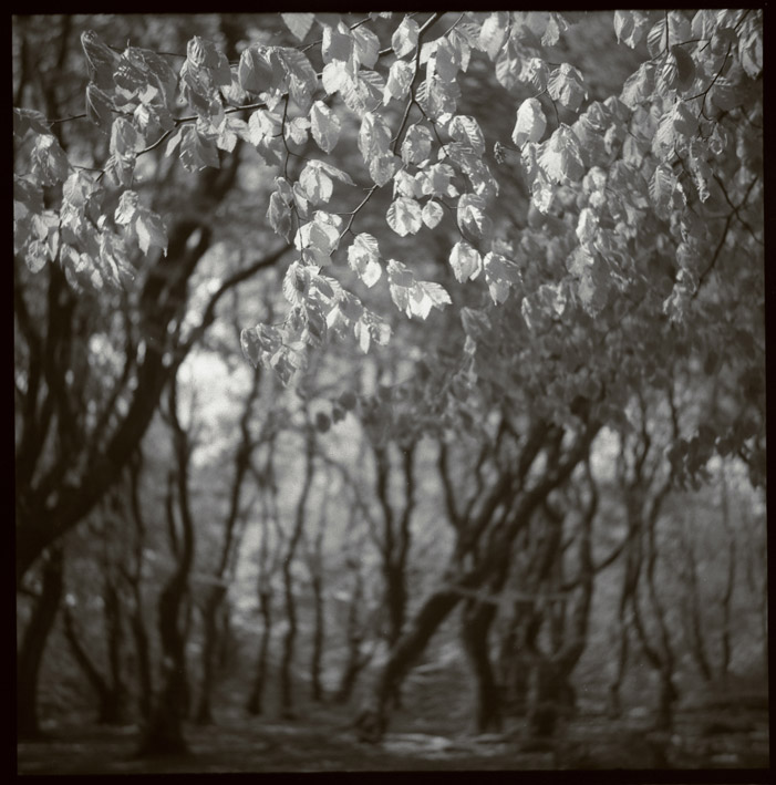 Forrest Of Trolls...02