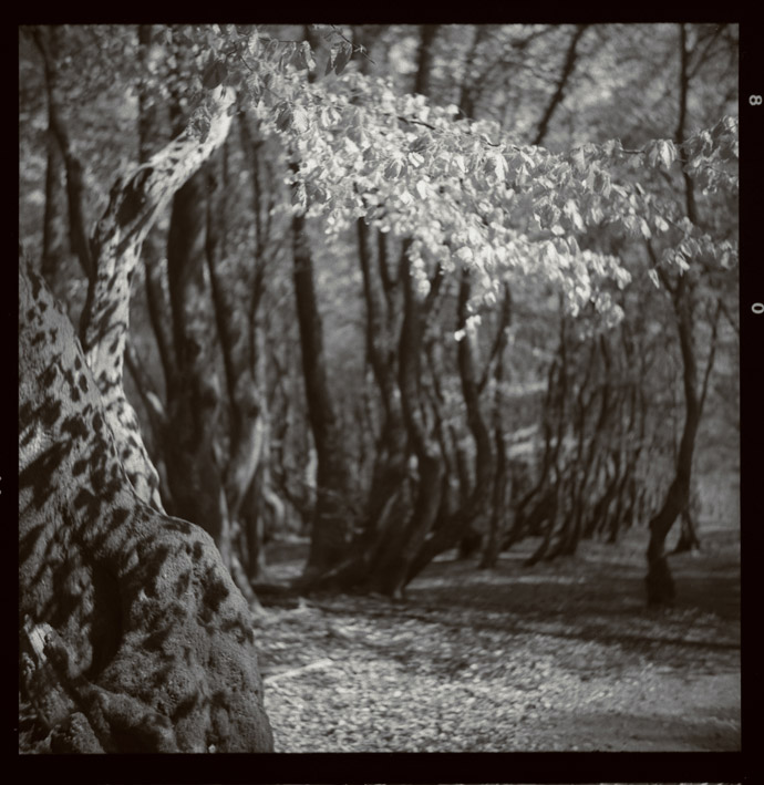 Forrest Of Trolls...03