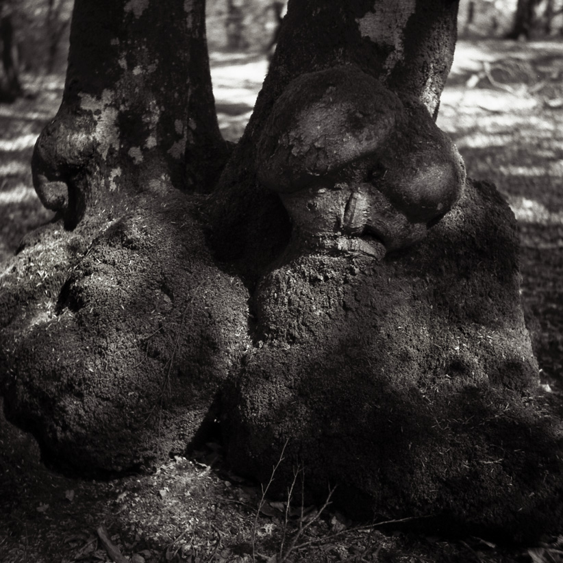 Forrest of Trolls....2
