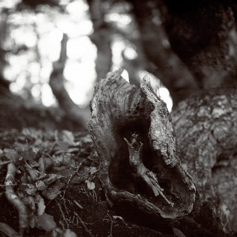 forrest of trolls...6 (farie)