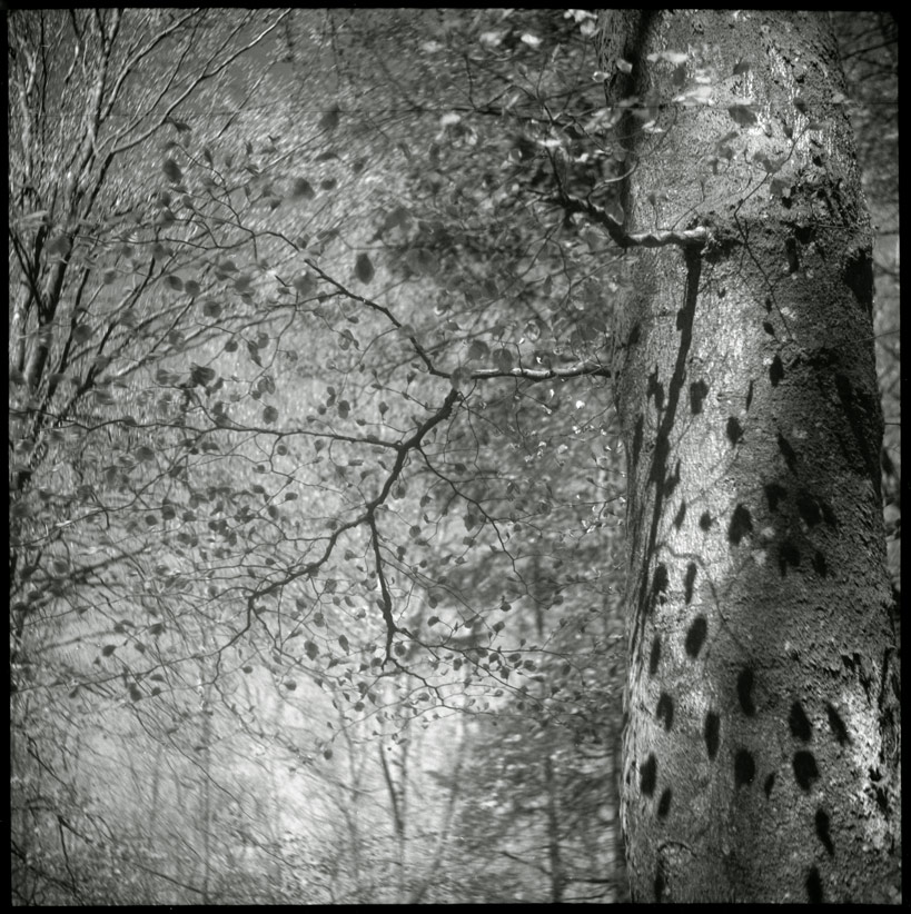 forrest of trolls...9