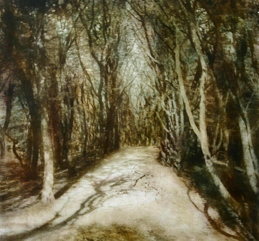 forrest of trolls...