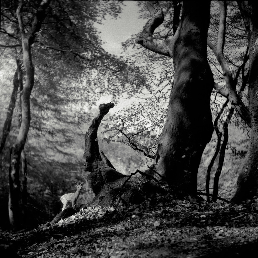Forrest of Trolls....