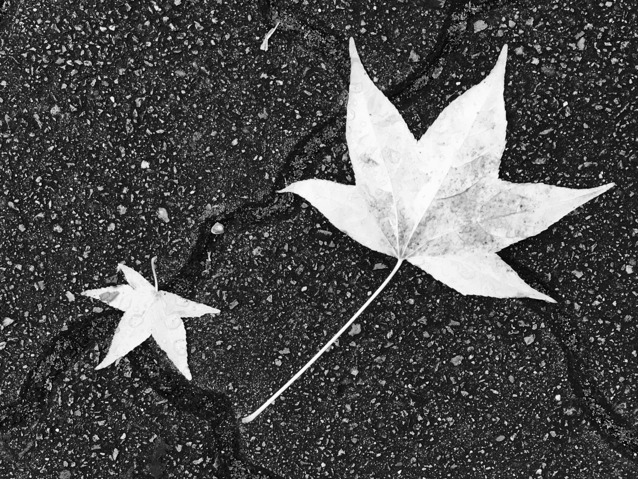 Found Composition - Autumn Leaves