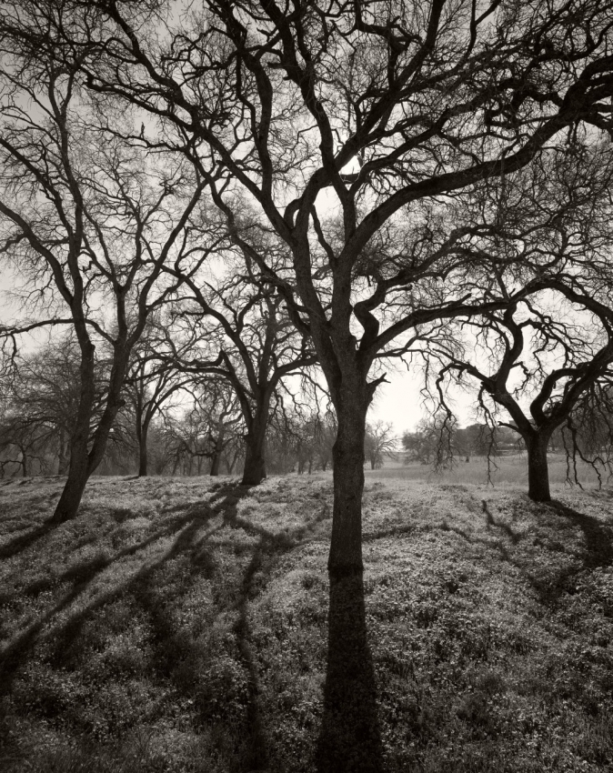 Four Oaks
