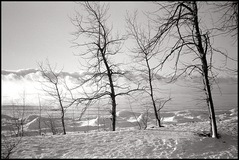 Four Resilient Trees