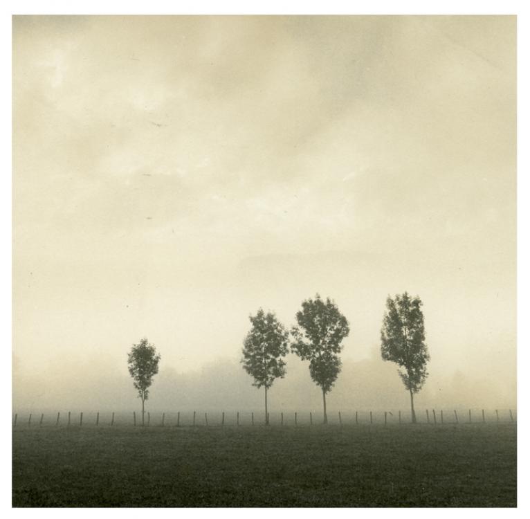Four Trees In The Mist
