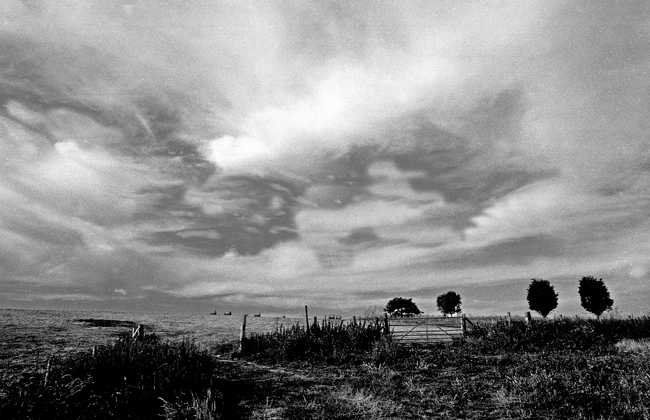 Four Trees on the skyline