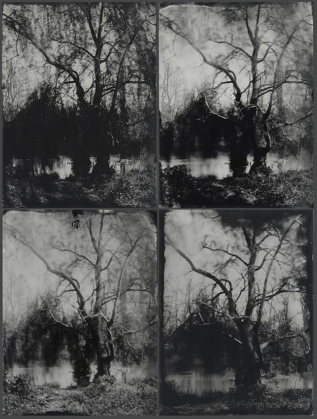 Four Willows