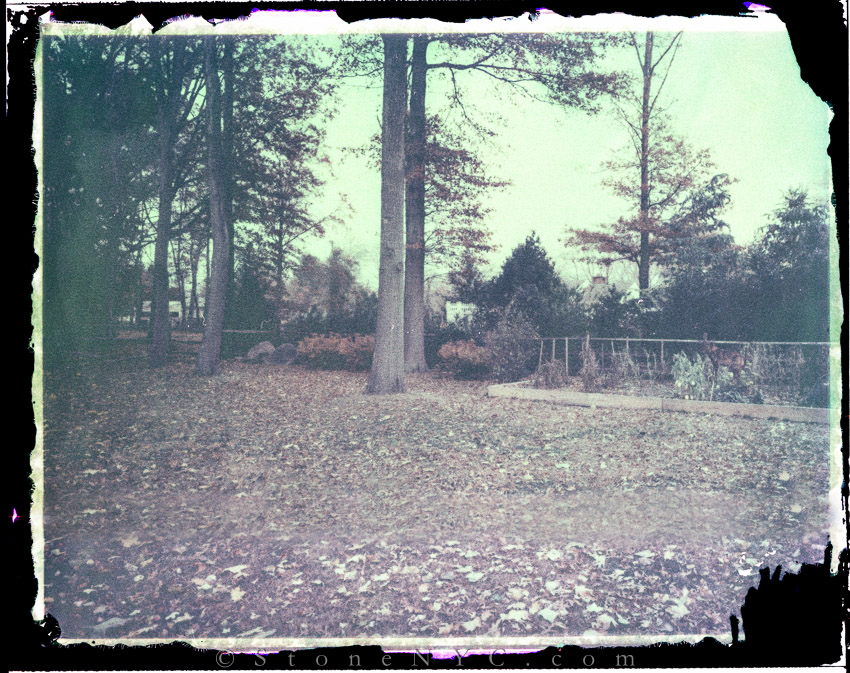 FP-100C NEGATIVE bleaching - My Yard/Garden