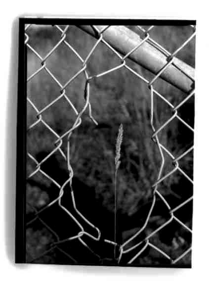 Framed Grass 2