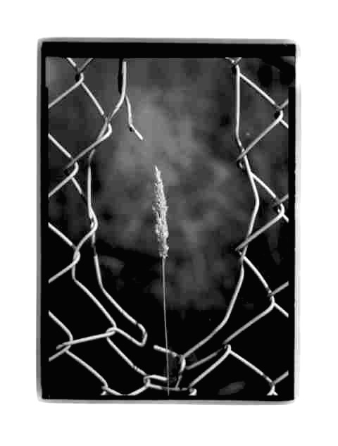 Framed Grass