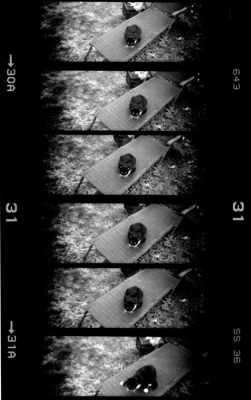 Frames from a Lomokino