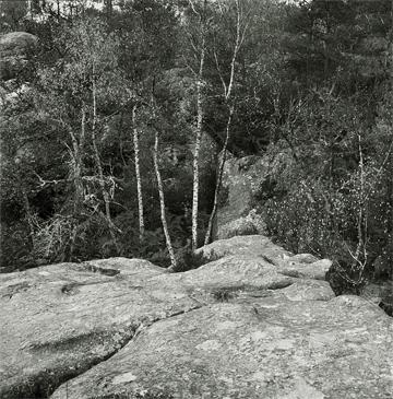 Franchard, Fontainebleau 2006