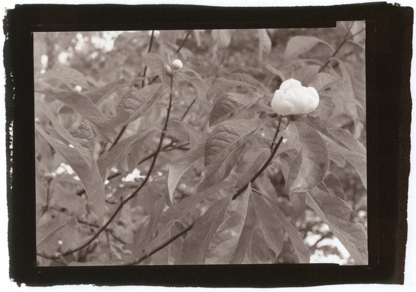 Franklinia alatamaha 8-27-16 Argyrotype