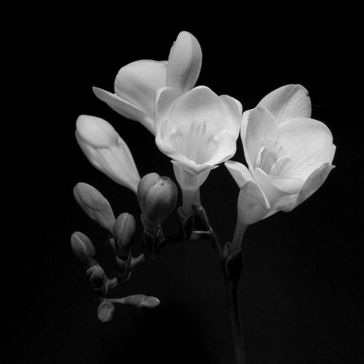 Freesia