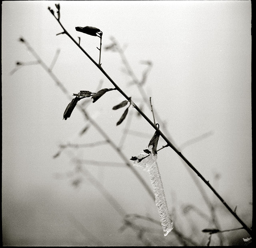 Freeze
