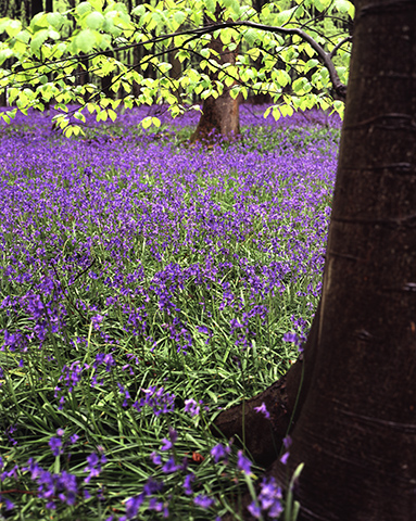 Fresh Beech Leaves and Bluebells