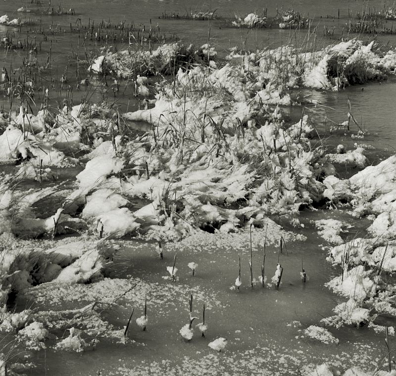Fresh snow on brackish water