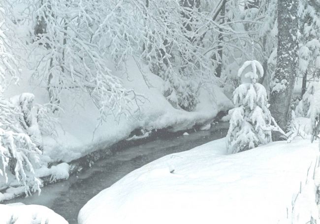 Fresh Snow