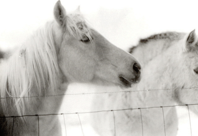 Friendly horses