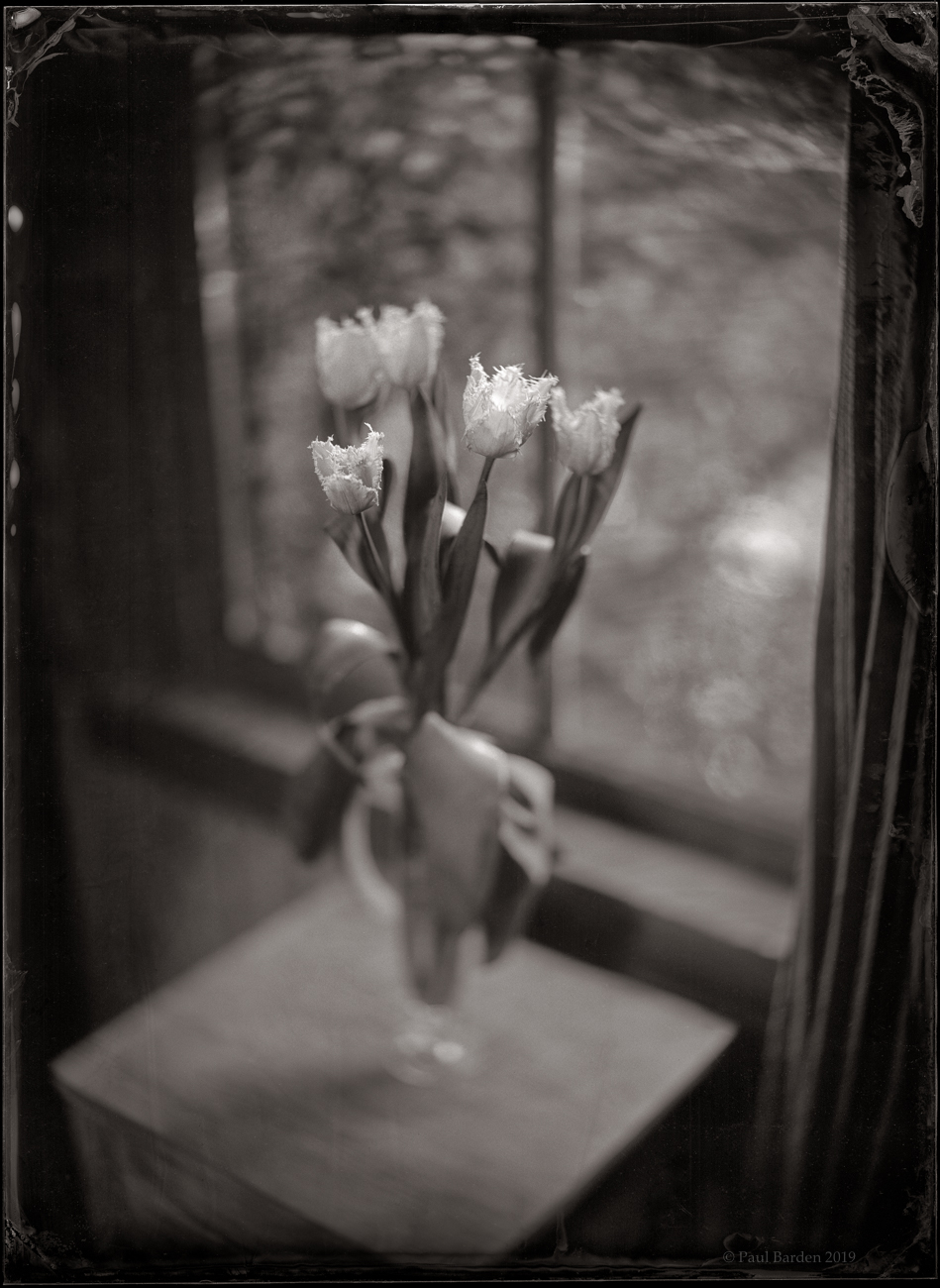 Fringed Tulips at Dusk