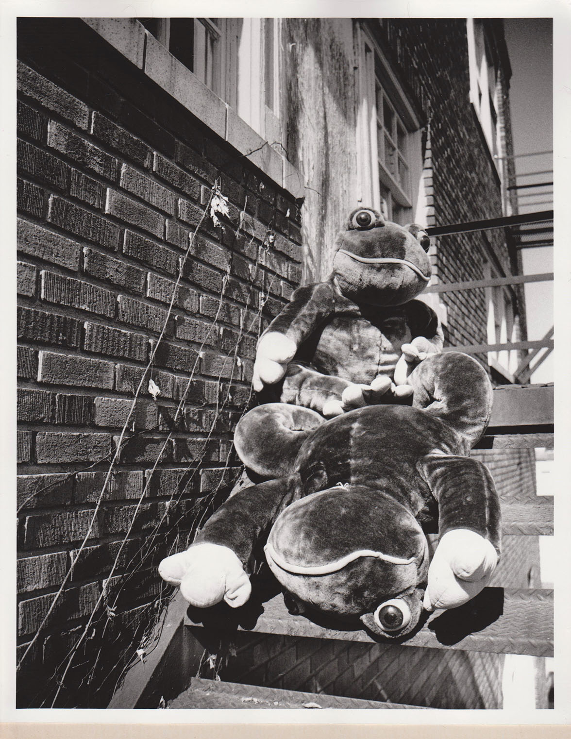 Frog Race [Capitalism caught in motion]