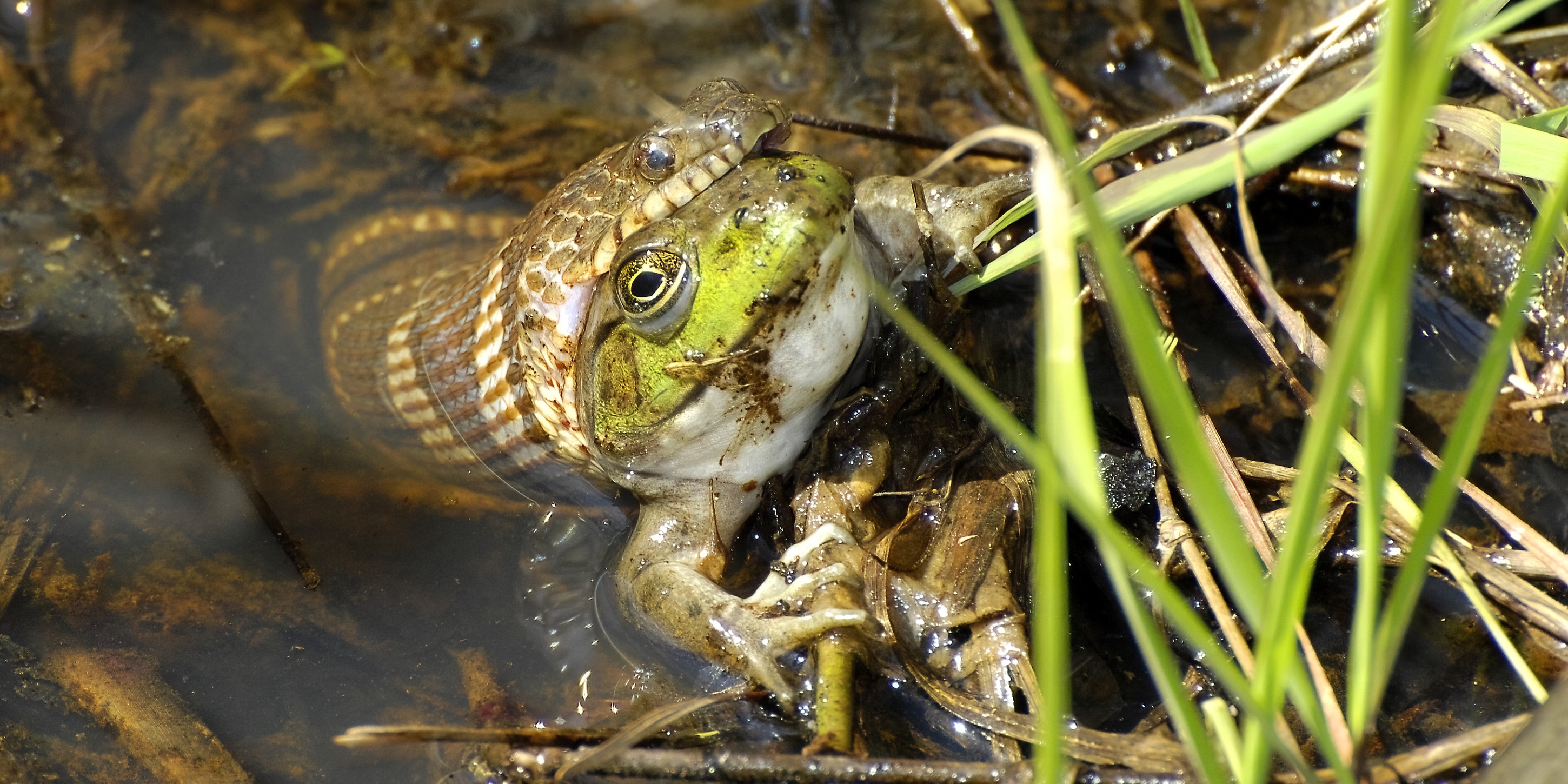 Frog vs Snake