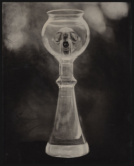 From the Cabinet of Curiosities