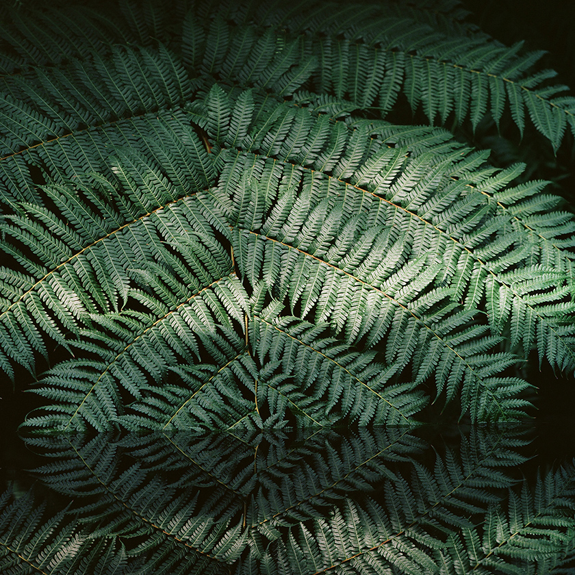 Frond