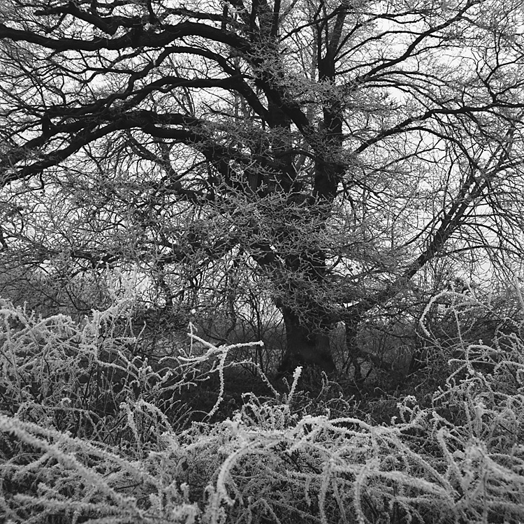 frost III
