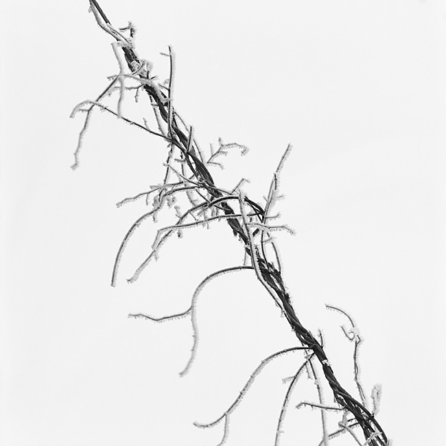 frost IV