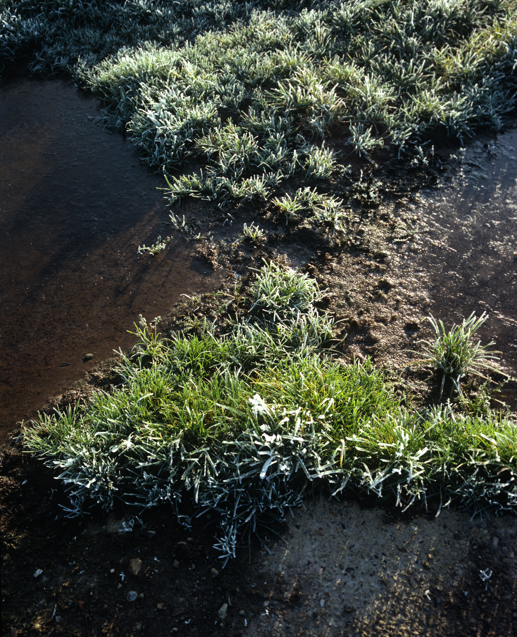 Frost on grasses and pavement